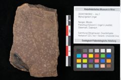 Foto (Objekt + Etikett) von Myrica lignitum Unger (NHMW-GEO-2024-0188-0692)